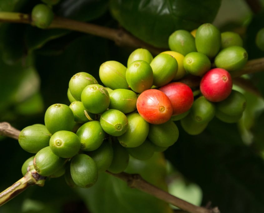 Island Roots 1- coffee beans